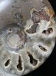 Polished Ammonite With Stone Base - Morocco #35315-3